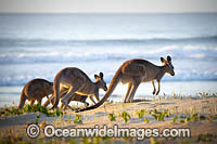 Eastern Grey Kangaroos Photo - Gary Bell