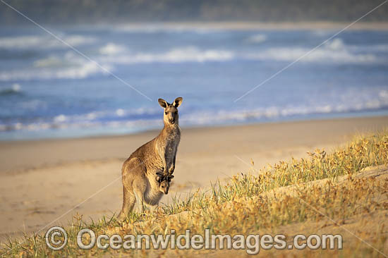Eastern Grey Kangaroo (Macropus giganteus), mother with joey in pouch. Moonee Beach Nature Reserve. Near Coffs Harbour, New South Wales, Australia. Photo - Gary Bell