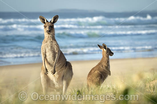 Eastern Grey Kangaroos (Macropus giganteus). Moonee Beach Nature Reserve. Near Coffs Harbour, New South Wales, Australia. Photo - Gary Bell