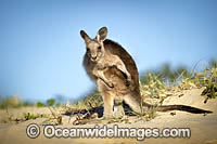 Eastern Grey Kangaroos on beach Photo - Gary Bell