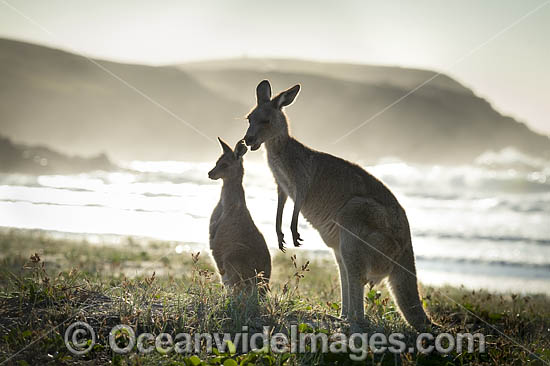 Eastern Grey Kangaroos on beach photo Eastern Grey Kangaroos on beach photo