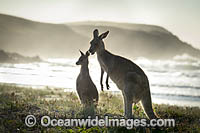 Eastern Grey Kangaroos on beach Photo - Gary Bell