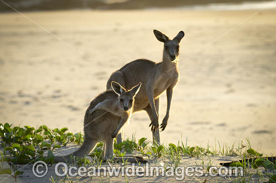 Eastern Grey Kangaroo (Macropus giganteus), mother with joey. Moonee Beach Nature Reserve. Near Coffs Harbour, New South Wales, Australia. Photo - Gary Bell