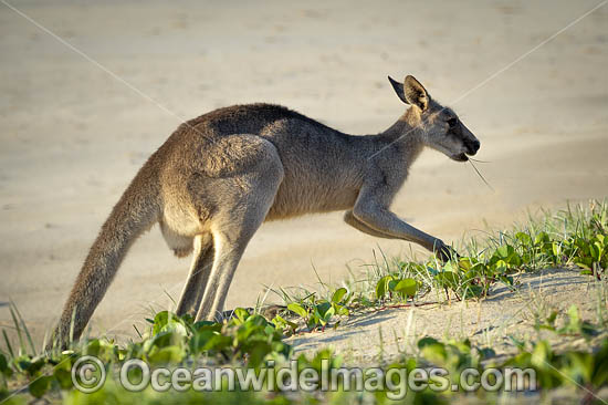 Eastern Grey Kangaroo (Macropus giganteus). Moonee Beach Nature Reserve. Near Coffs Harbour, New South Wales, Australia. Photo - Gary Bell