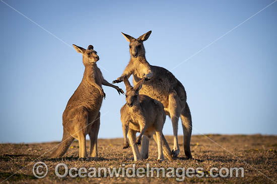 Eastern Grey Kangaroos (Macropus giganteus). Moonee Beach Nature Reserve. Near Coffs Harbour, New South Wales, Australia. Photo - Gary Bell