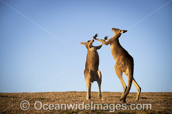 Eastern Grey Kangaroo (Macropus giganteus), two males boxing. Moonee Beach Nature Reserve. Near Coffs Harbour, New South Wales, Australia. Photo - Gary Bell