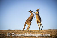 Eastern Grey Kangaroos boxing Photo - Gary Bell