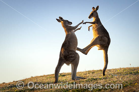 Eastern Grey Kangaroos boxing photo