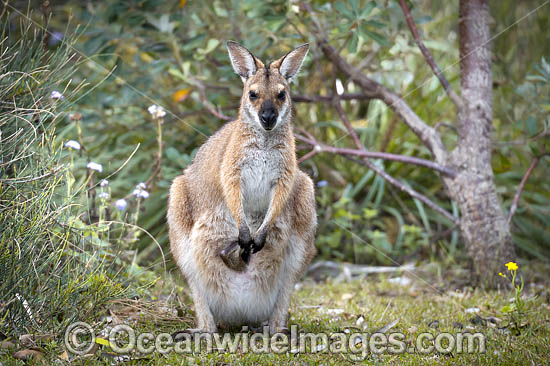 Red-necked Wallaby photo