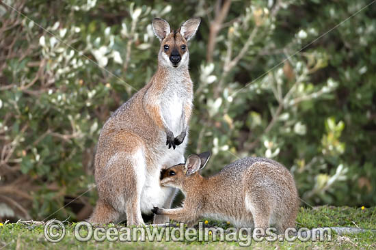 Red-necked Wallaby (Notamacropus rufogriseus), joey feeding on mothers milk. Also known as Bennett's Wallaby. Photo taken in Moonee Beach Nature Reserve, New South Wales, Australia. Photo - Gary Bell Red-necked Wallaby (Notamacropus rufogriseus), joey feeding on mothers milk. Also known as Bennett's Wallaby. Photo taken in Moonee Beach Nature Reserve, New South Wales, Australia. Photo - Gary Bell
