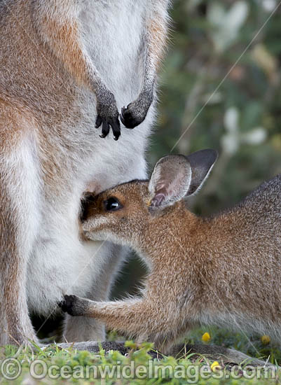 Red-necked Wallaby joey feeding photo