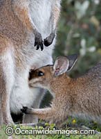 Red-necked Wallaby joey feeding Photo - Gary Bell