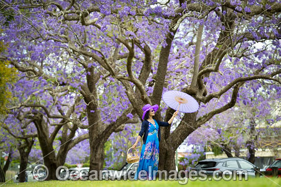 Jacaranda Avenue Grafton photo