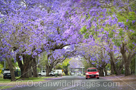 Jacaranda Avenue, situated in Grafton City, New South Wales, Australia. The city of Grafton is the commercial hub of the Clarence River Valley, known as Jacaranda City. Photo - Gary Bell