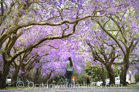Jacaranda Avenue Grafton photo Jacaranda Avenue Grafton photo