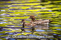 Australian Wood Duck Photo - Gary Bell