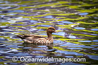 Australian Wood Duck Photo - Gary Bell