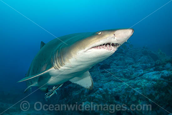 Grey Nurse Shark photo Grey Nurse Shark photo