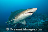 Grey Nurse Shark Photo - Gary Bell