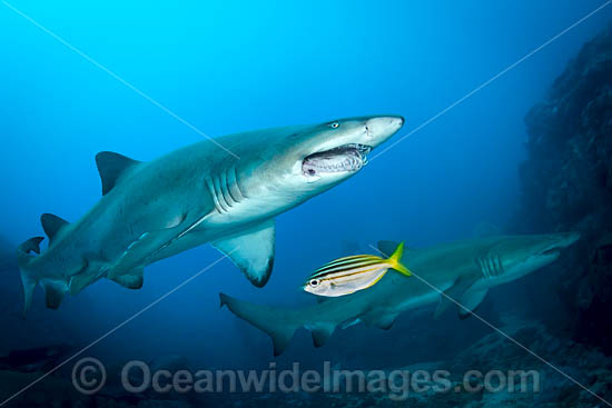 Grey Nurse Shark photo