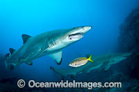 Grey Nurse Shark Photo - Gary Bell