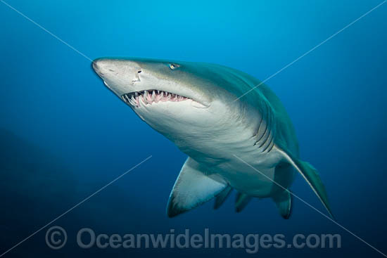 Grey Nurse Shark photo Grey Nurse Shark photo