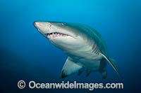 Grey Nurse Shark Photo - Gary Bell