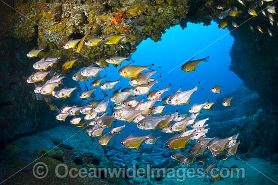 Schooling Fish in Cave photo Schooling Fish in Cave photo