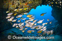 Schooling Fish in Cave Photo - Gary Bell