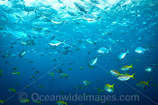Schooling Fish Solitary Islands photo