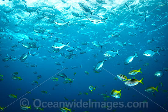 Schooling Fish Solitary Islands photo Schooling Fish Solitary Islands photo