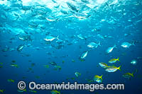 Schooling Fish Solitary Islands Photo - Gary Bell