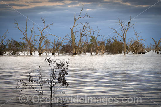 Lake Menindee photo