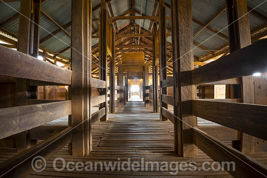 Kinchega Sheep Pens photo