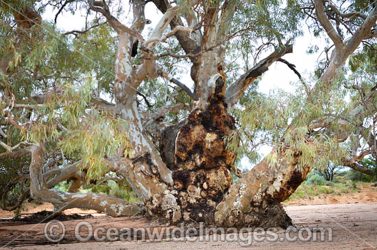 River Red Gum photo River Red Gum photo