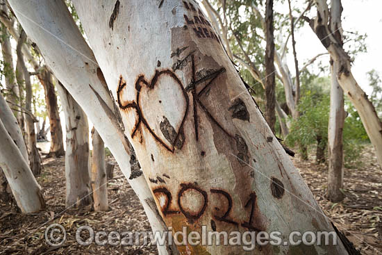 Graffiti on Gum Trees photo Graffiti on Gum Trees photo