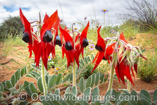 Sturt's Desert Pea wildflower photo Sturt's Desert Pea wildflower photo