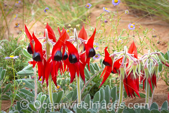 Sturt's Desert Pea wildflower photo Sturt's Desert Pea wildflower photo
