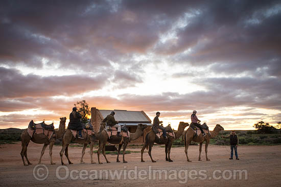 Tourists riding camels photo