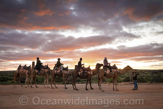 Camel riding photo