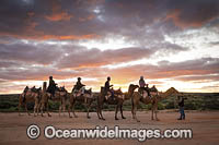Camel riding Photo - Gary Bell