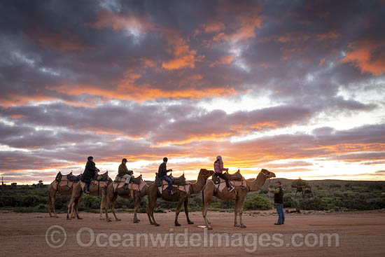 Tourists riding camels photo