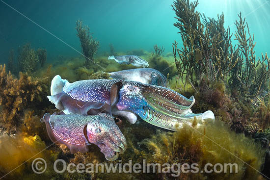 Australian Giant Cuttlefish photo