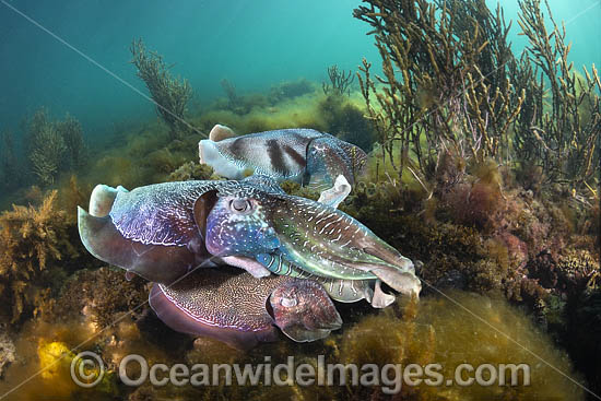 Australian Giant Cuttlefish (Sepia apama), two males rivalling over a female during the winter annual breeding aggregation in Spencer Gulf, Whyalla, South Australia, Australia. Endemic to Australia Photo - Gary Bell