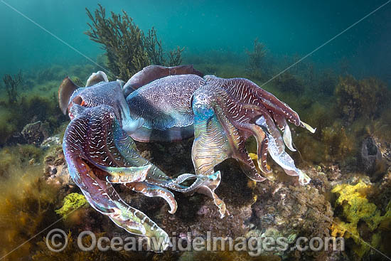 Australian Giant Cuttlefish photo