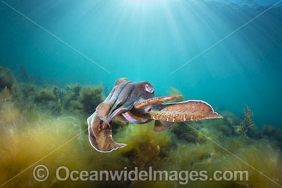 Australian Giant Cuttlefish (Sepia apama), during the winter annual breeding aggregation in Spencer Gulf, Whyalla, South Australia, Australia. Endemic to Australia Photo - Gary Bell