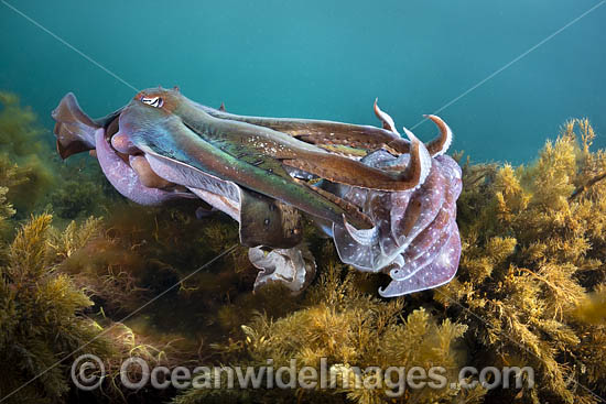 Australian Giant Cuttlefish (Sepia apama), male clasping a female to mate during the winter annual breeding aggregation in Spencer Gulf, Whyalla, South Australia, Australia. Endemic to Australia Photo - Gary Bell