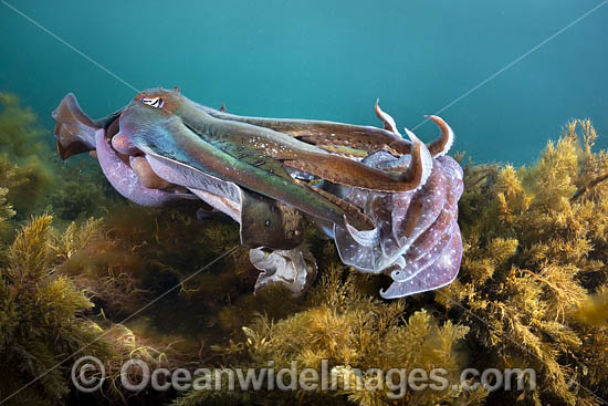 Australian Giant Cuttlefish photo