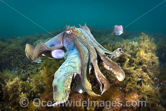 Australian Giant Cuttlefish photo Australian Giant Cuttlefish photo