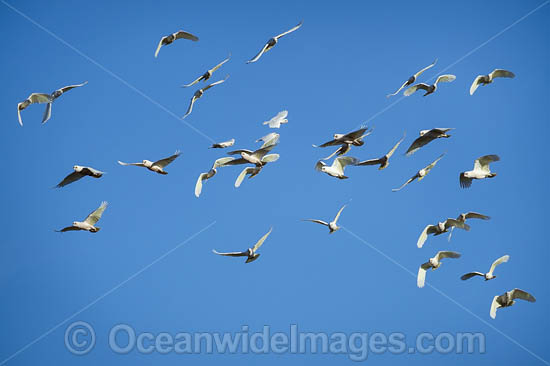 Short-billed Corellas photo